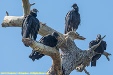 black vultures